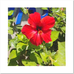 Pretty Red Flower with green leaves nature lovers beautiful photography design Posters and Art